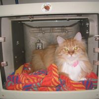 Old Monitor = New Cat Bed