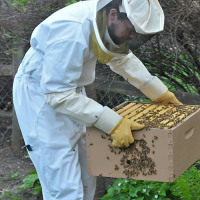 Backyard beekeeping – splitting a hive