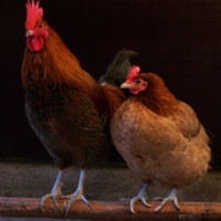 Solar powered poultry lighting