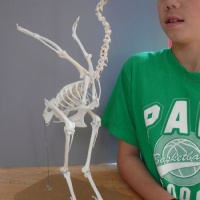 Chickensaurus skeleton