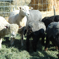 Knitgrrl’s Photos from Idaho’s Fiber Fair