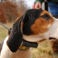 GPS dog tracking collar