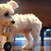 Model airplane wheels make legless puppy mobile