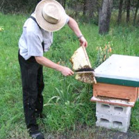 DIY: Bee Keeping