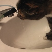 Automatic cat faucet