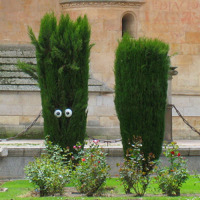 The trees have eyes (and the bushes do too)