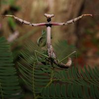 Raising praying mantises