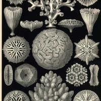 Kunst-Formen der Natur, by Ernst Haeckel (Art forms in nature)