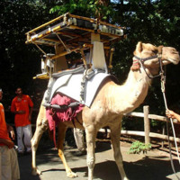 Solar-powered camels