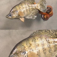 Painting a male White Crappie