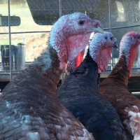 Heritage turkeys – Scalding and plucking to your table…