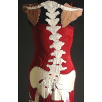 Anatomical art dresses