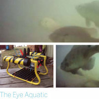 The Eye Aquatic