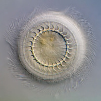 National Geographic best pictures of microscopic life