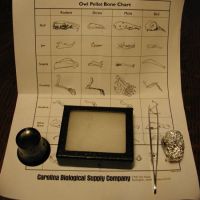 Owl pellet dissection kit