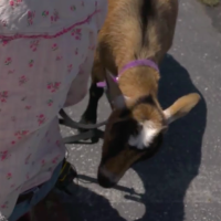 Maker Faire Goat Eats Microphone