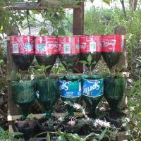 Soda bottle herb garden