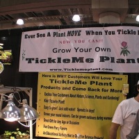 Ticklish plants