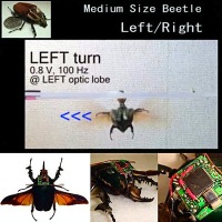 The remote-controlled beetle