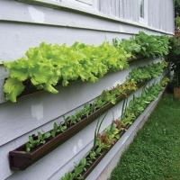 Gutter gardens