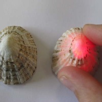 Electronics in limpet shells