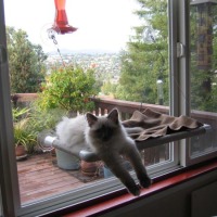 Kitty cot, window cat perch