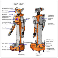 Hawk full-sized humanoid robot