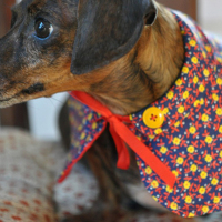 Etsy’s Top 10 List for the Active Pet