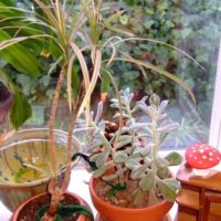 How-To: Create a Simple Houseplant Wicking System