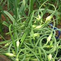 Garlic scapes – What to do?