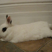 Pet Spotlight: Kayte Terry’s Rabbit, Potato
