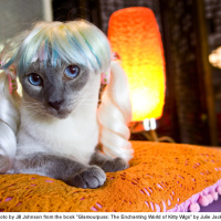 Pet Spotlight: Julie Jackson’s Siamese Cat Boone