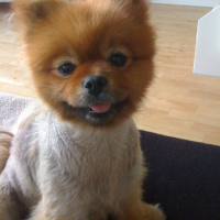 Checkin’ In: Ridiculously Cute Lulu the Pom