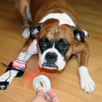 Dog days of summer sale: Truth Wrist Band kit