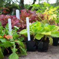 Reusing mini-blinds as plant markers