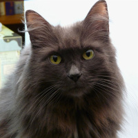 Pet Spotlight: Diane Gilleland’s Cat Pushkin