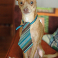 Pet Spotlight: Lisa Congdon’s Chihuahua Wilfredo