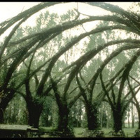 Living willow architecture