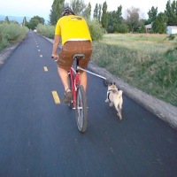 How-To: Bike dog walker