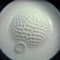 Collin’s Lab: DIY Cymatics