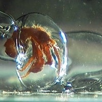 Hermit crabs in glass