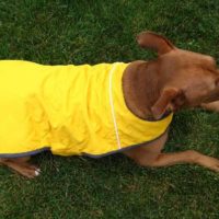 How To: Dog Coat from a Recycled Jacket