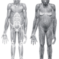 An older human ancestor than Lucy