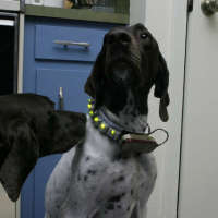 LED dog collar with keyboard keys