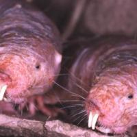 Interesting cancer resistance in naked mole rats