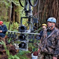 Vertical panorama of redwood tree