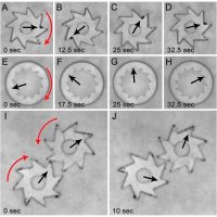 Harnessing bacteria to turn gears