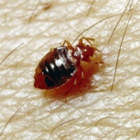 Do-it-yourself Bed-bug Detector