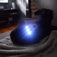 Soft circuit hoodie warms, illuminates lucky dog