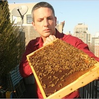 NYC health officials decide to allow beekeeping